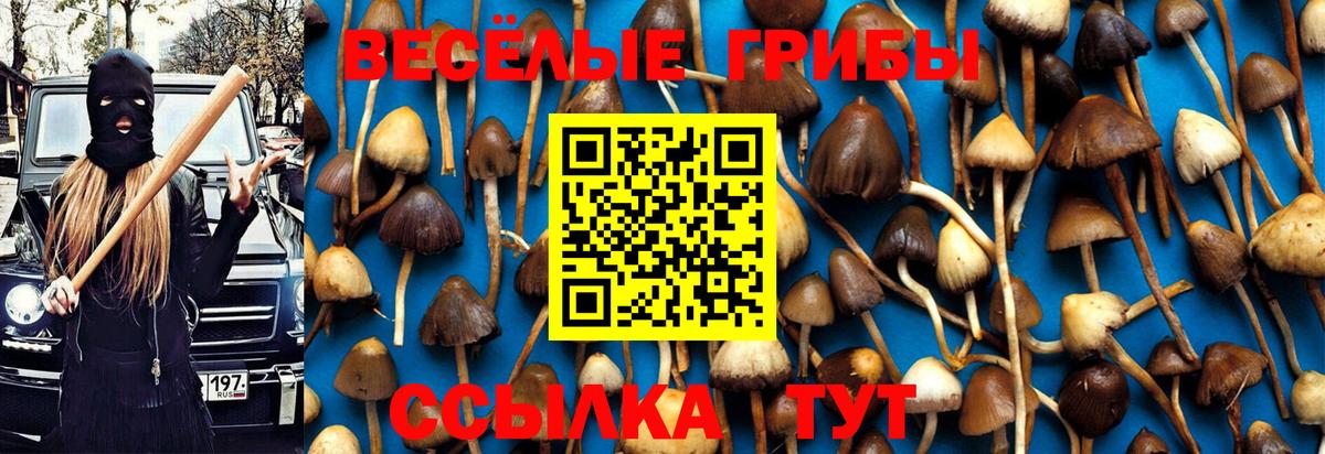 Псилоцибиновые грибы мицелий  Волхов  Галлюциногенные грибы ЛСД 